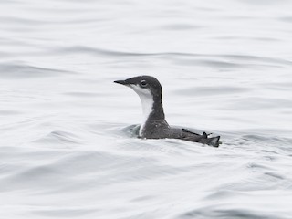  - Scripps's Murrelet