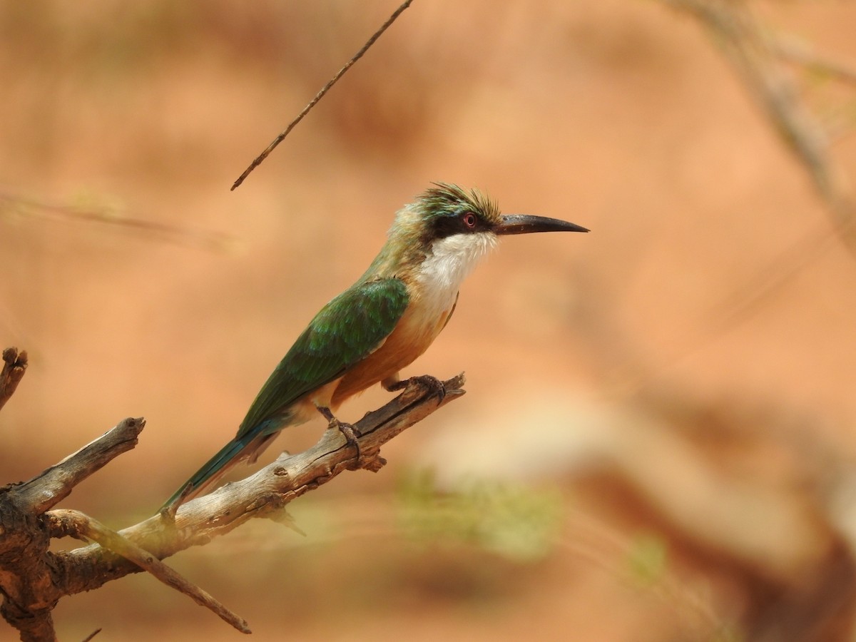 Somali Bee-eater - ML189584061