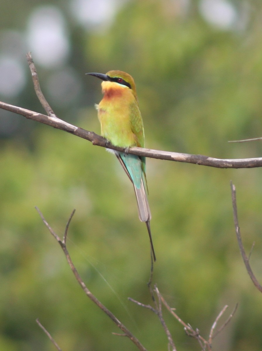 Blue-tailed Bee-eater - ML189584271
