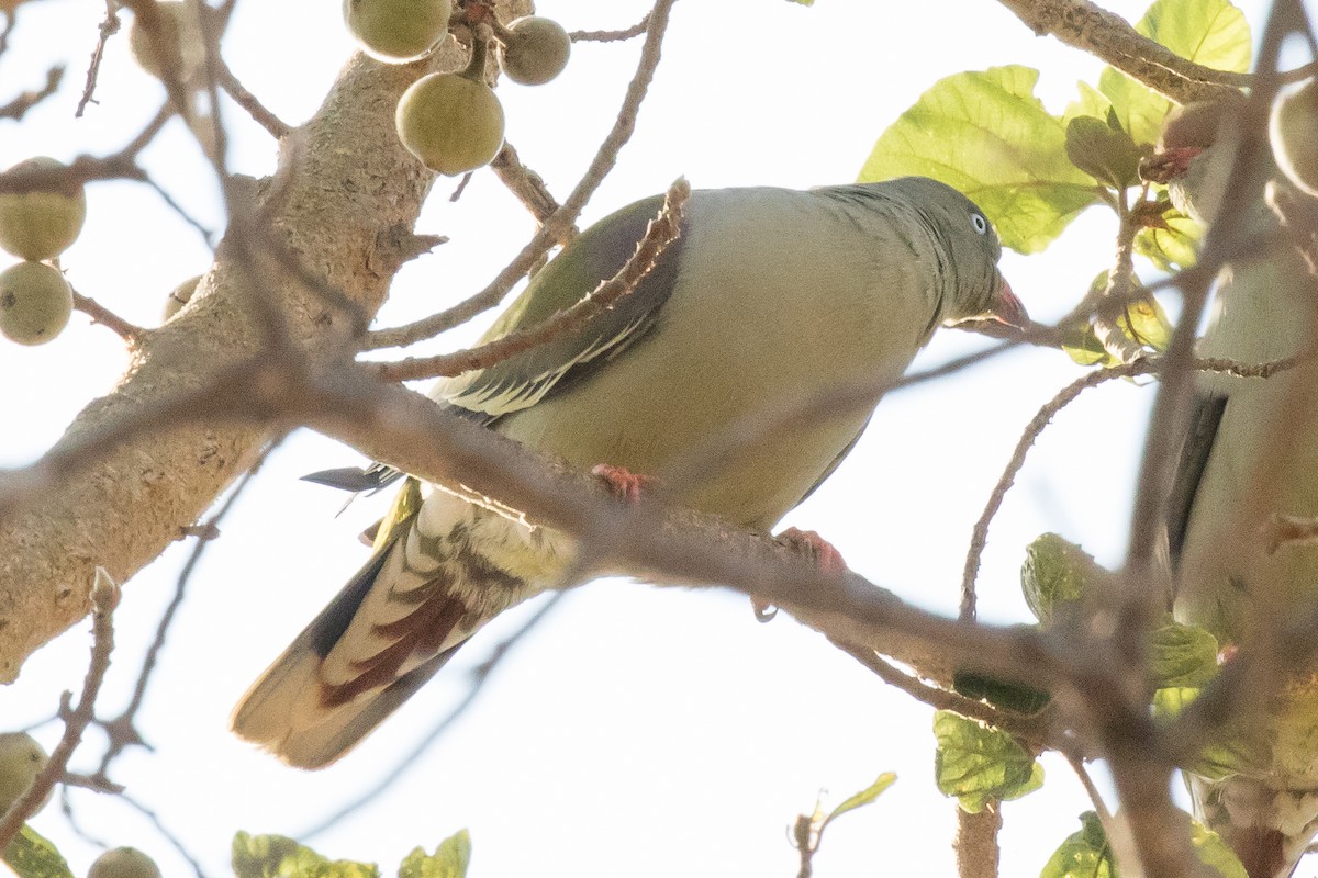 African Green-Pigeon (Gray-breasted) - ML189584291