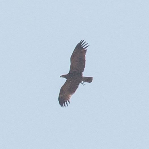 Lesser Spotted Eagle - John Kendall