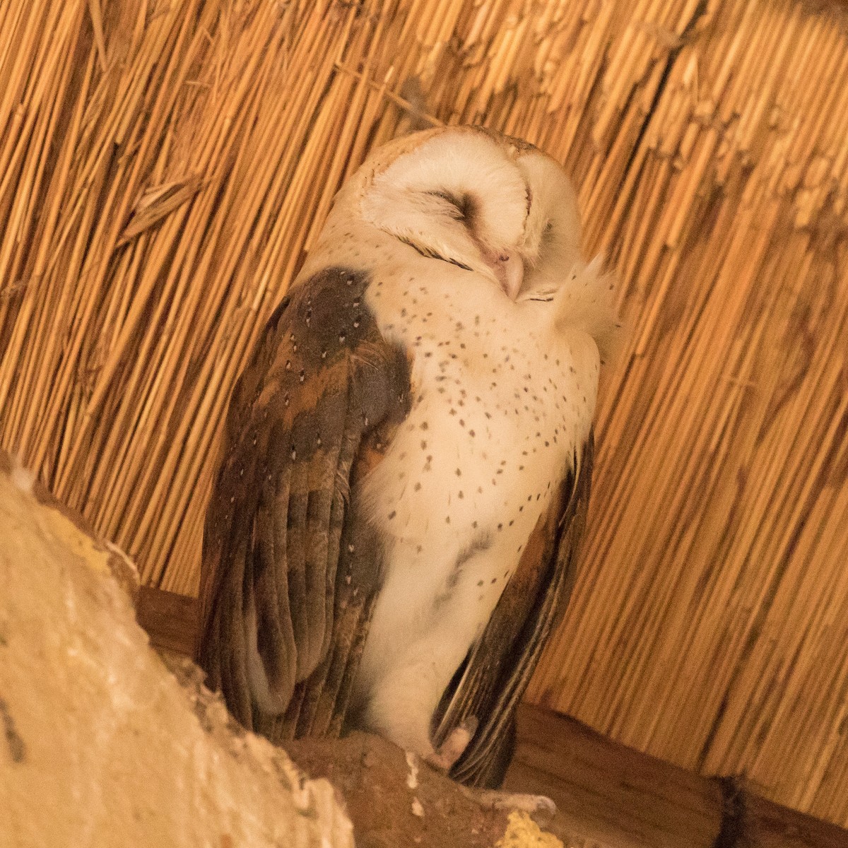 Barn Owl (African) - ML189585561