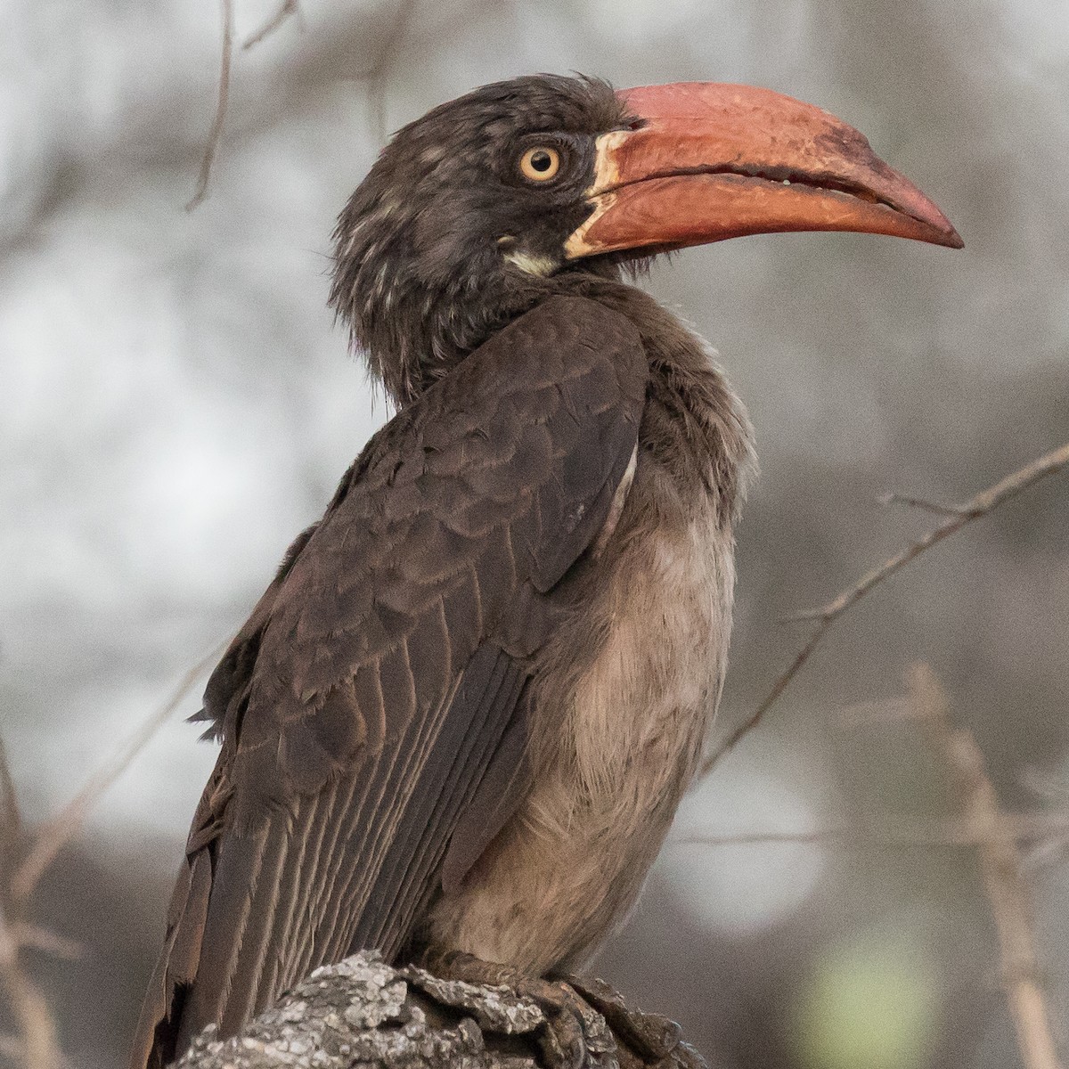 Crowned Hornbill - John Kendall