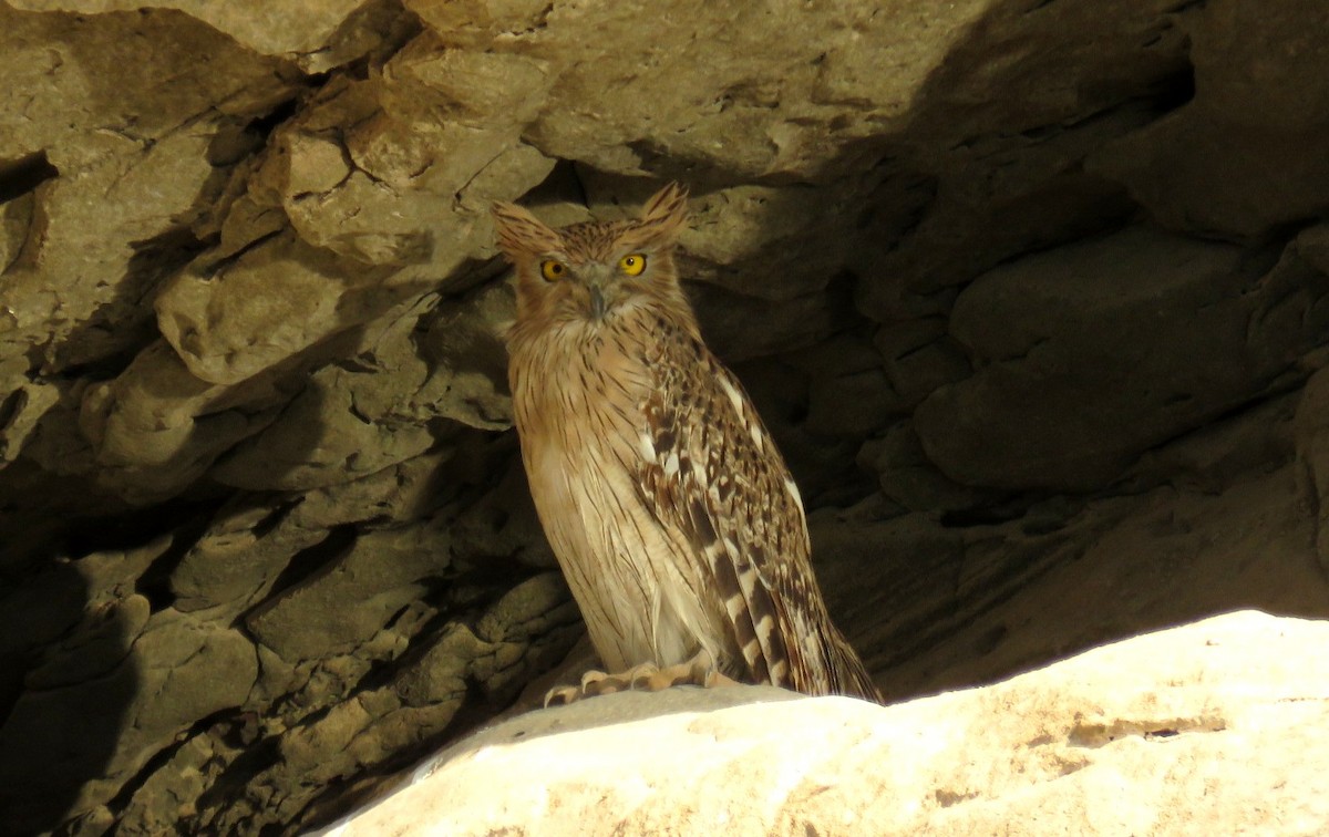 Brown Fish-Owl - Houman Doroudi