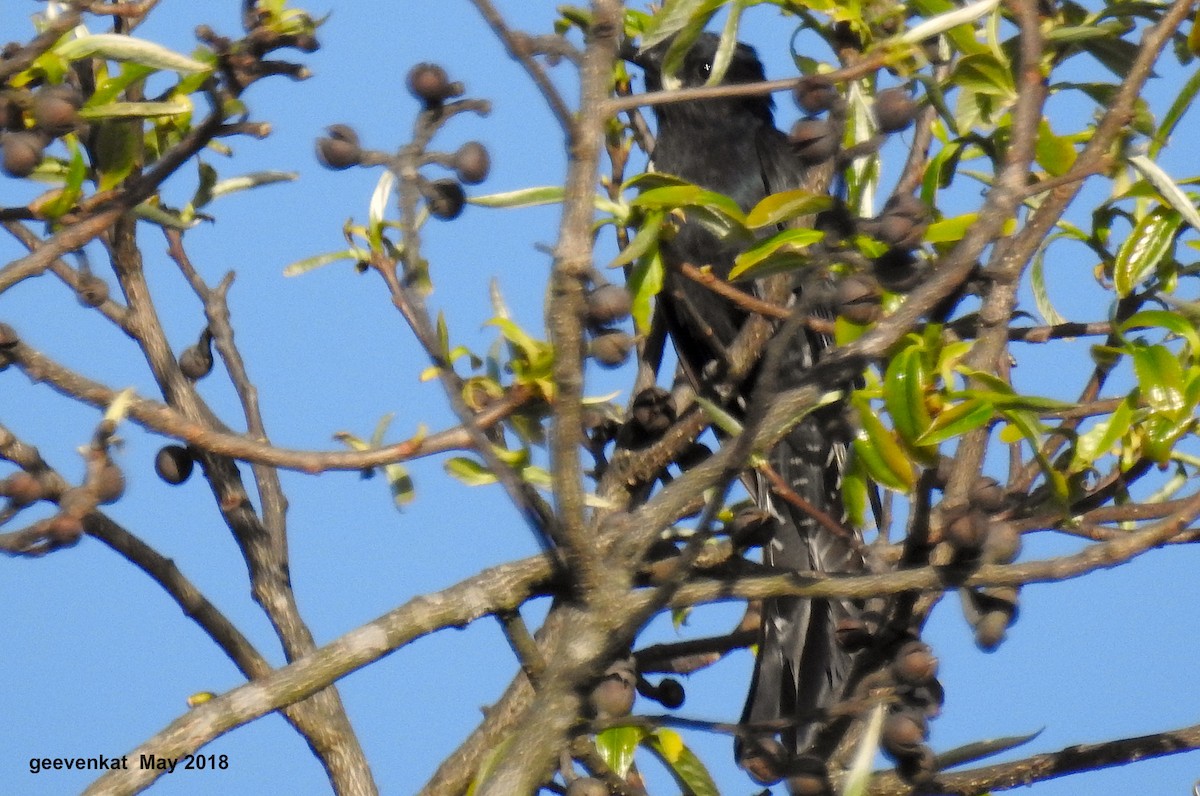 Square-tailed Drongo-Cuckoo - Geetha  Venkataraman