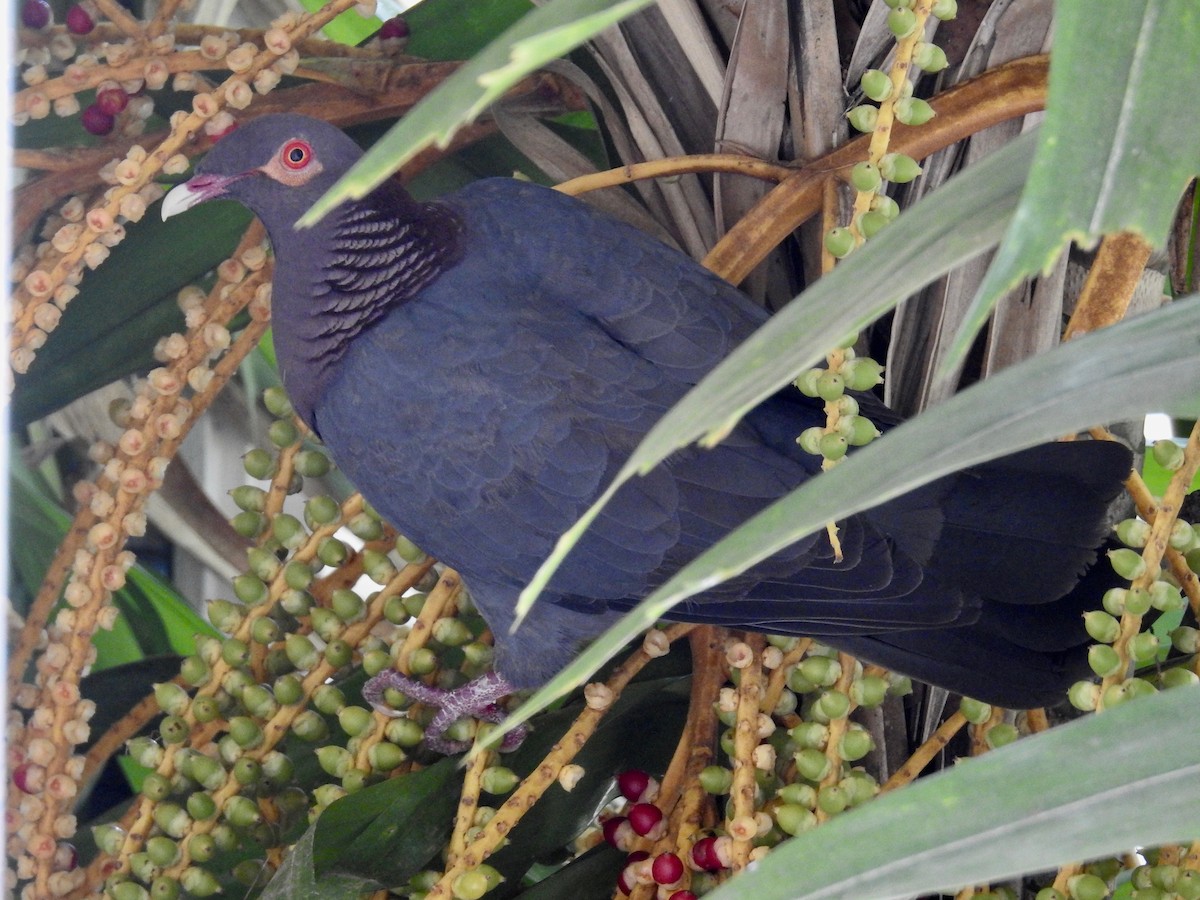 Scaly-naped Pigeon - ML189588661