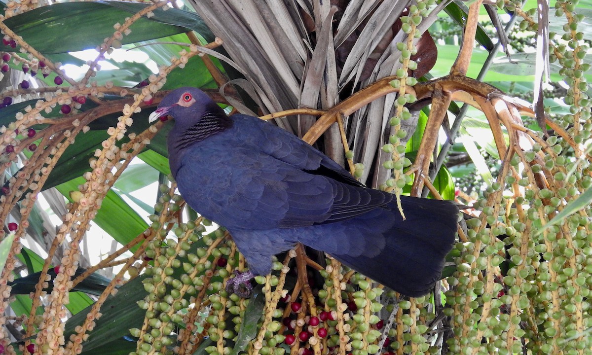Scaly-naped Pigeon - ML189588701