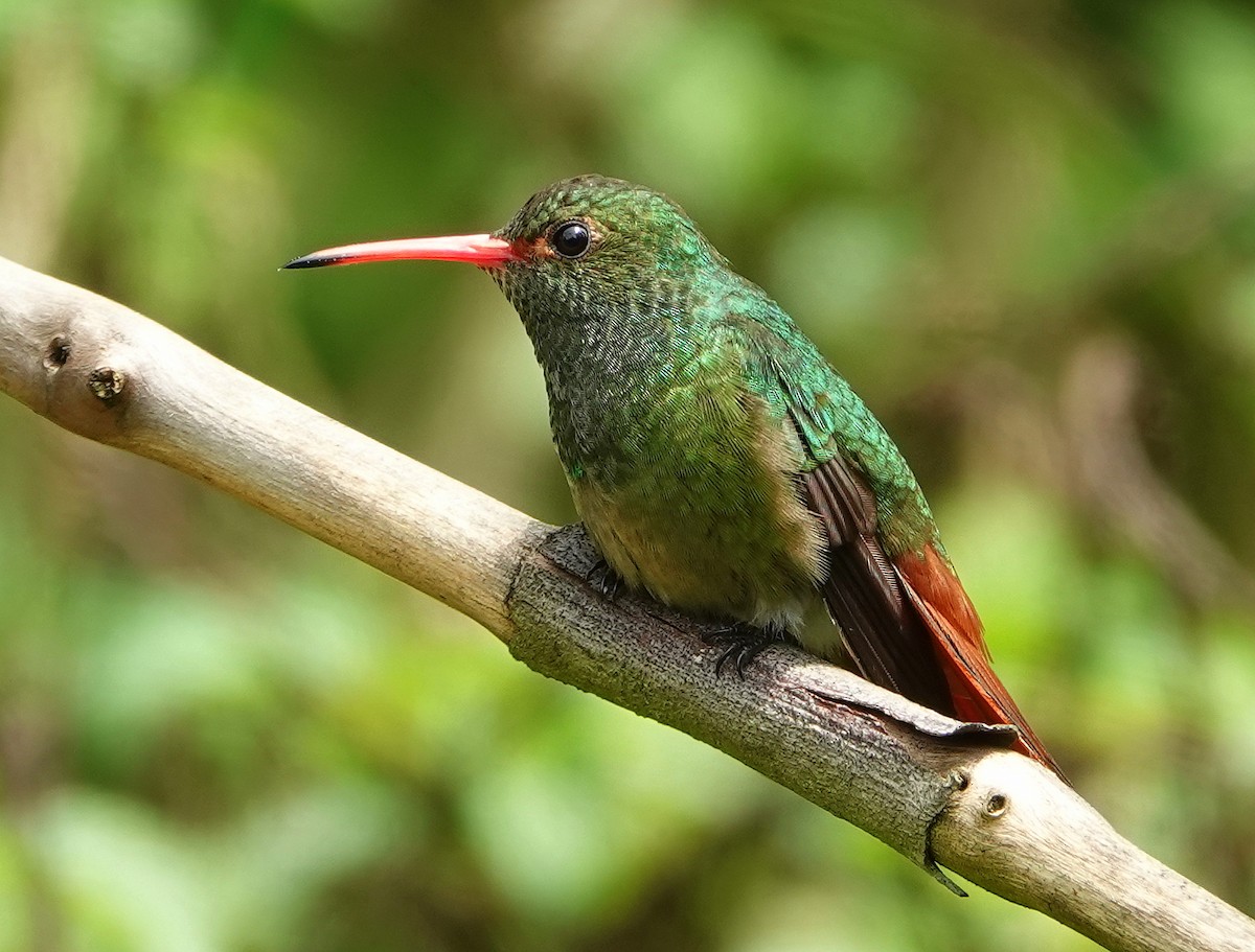 Rufous-tailed Hummingbird - Claire Herzog