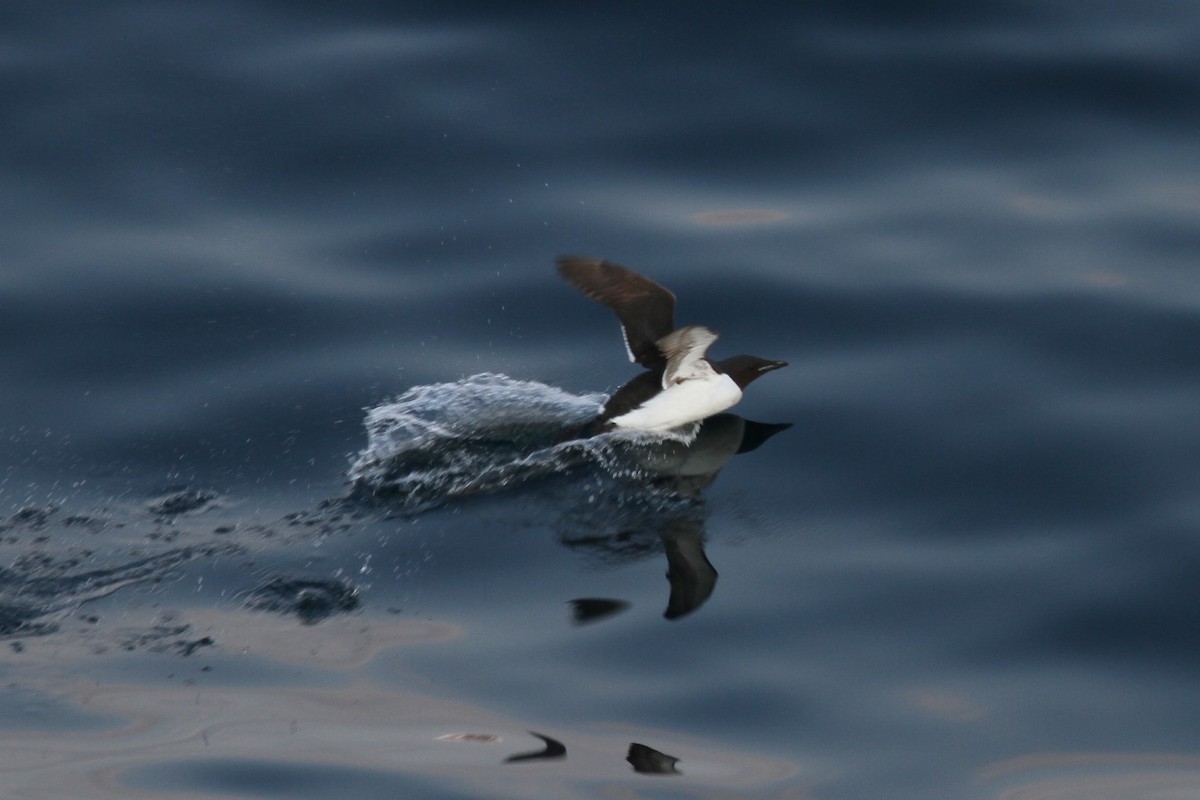 Thick-billed Murre - ML189598441