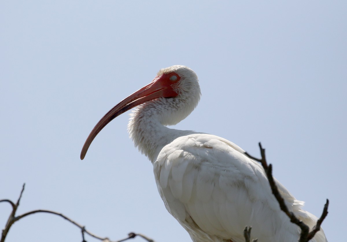 Ibis blanc - ML189599481