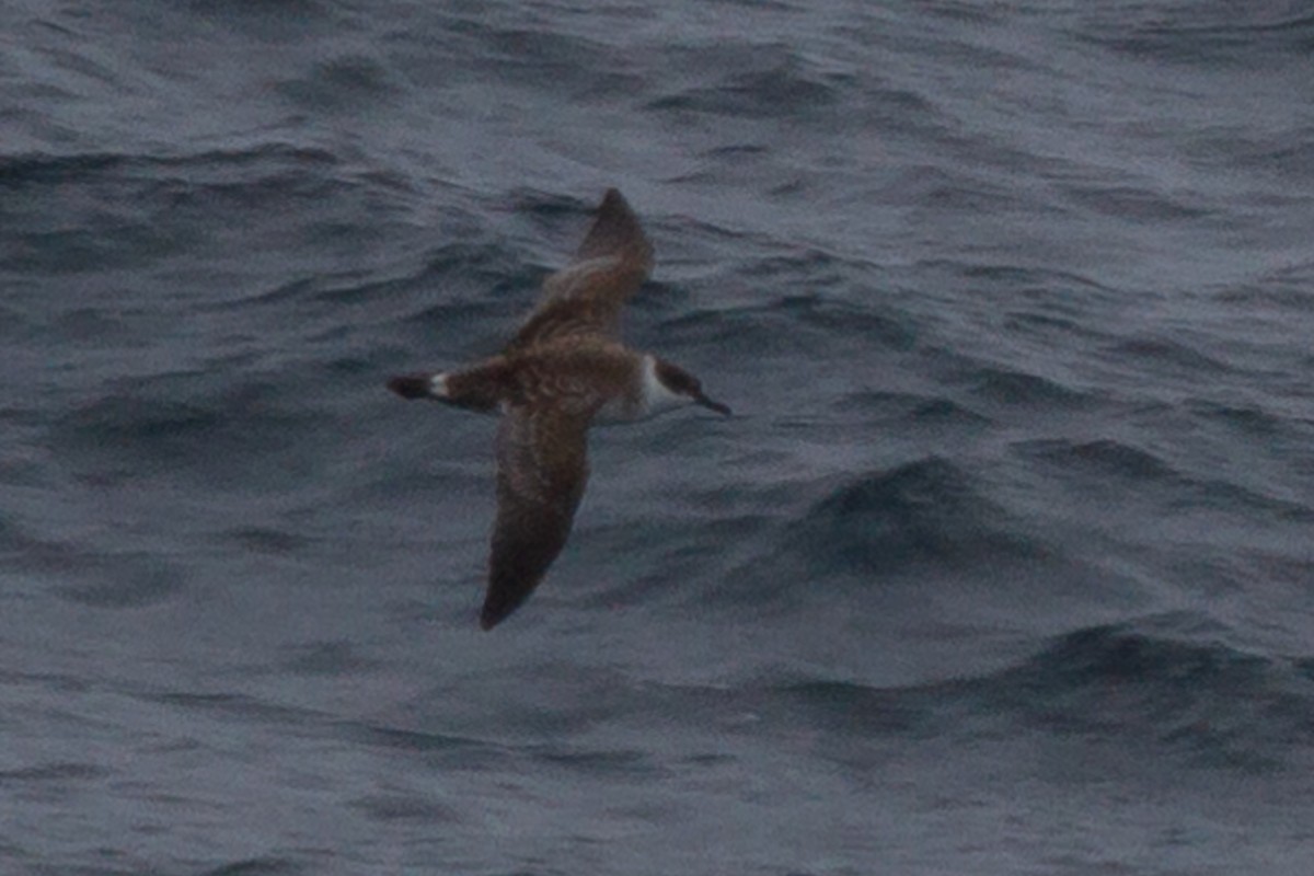 Great Shearwater - Martin H. Horny