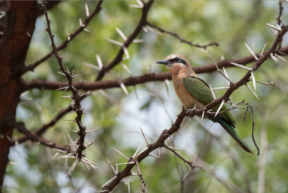 White-fronted Bee-eater - ML189602951
