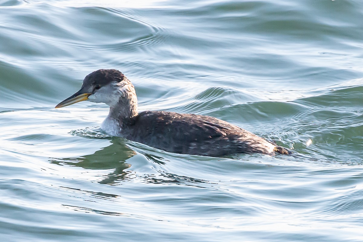 Red-necked Grebe - ML189604801
