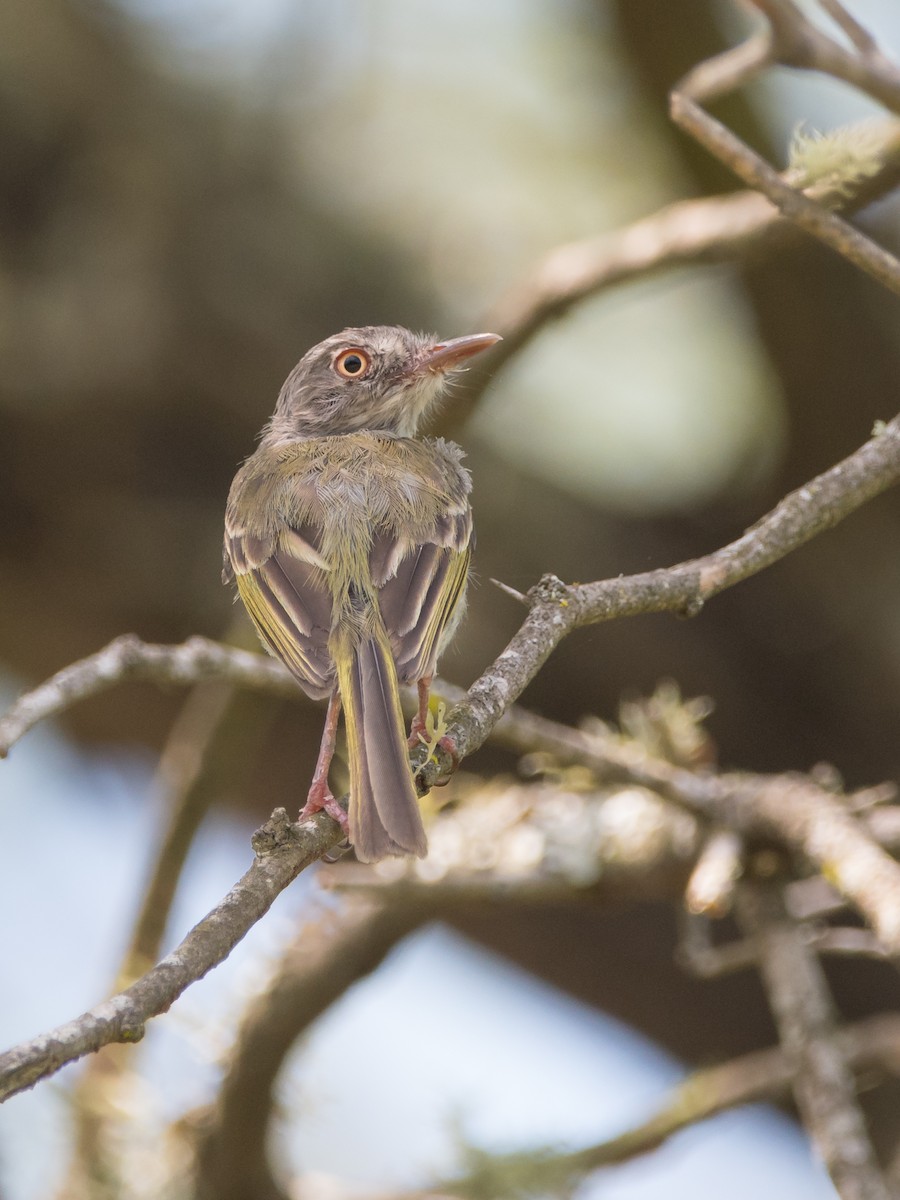 Pearly-vented Tody-Tyrant - ML189607111