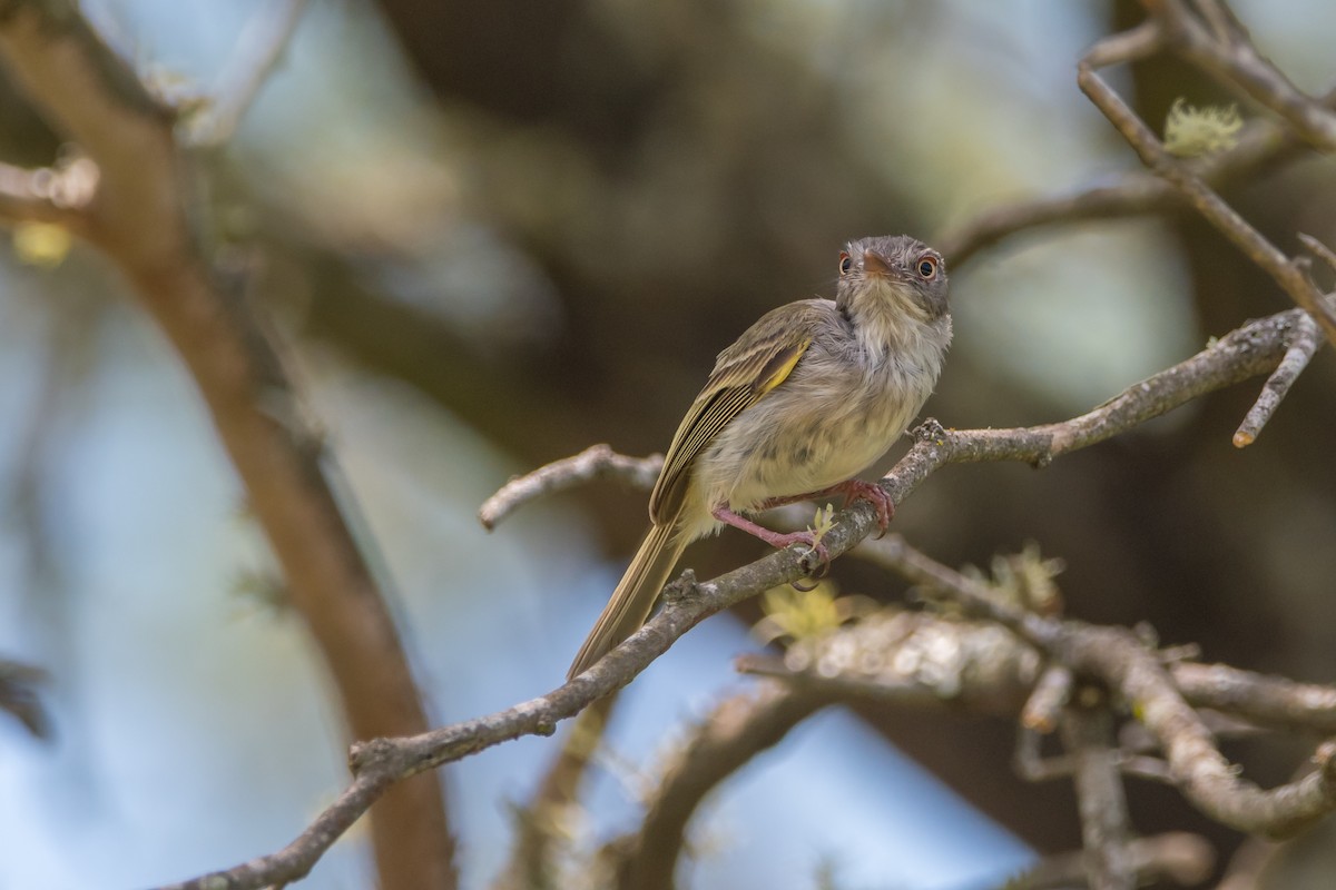 Pearly-vented Tody-Tyrant - Pablo Re