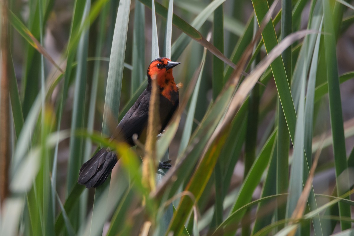 Scarlet-headed Blackbird - ML189607741