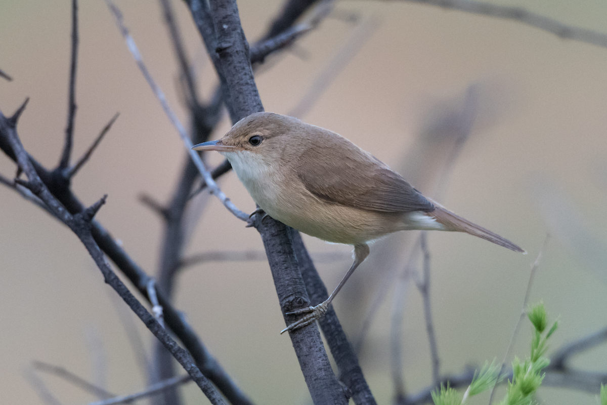 Common Reed Warbler (African) - ML189609201