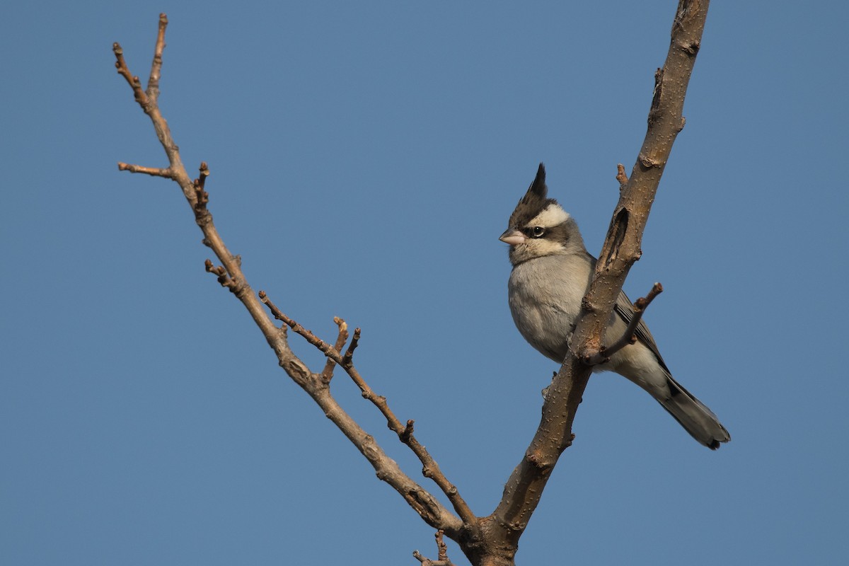 Black-crested Finch - ML189609871