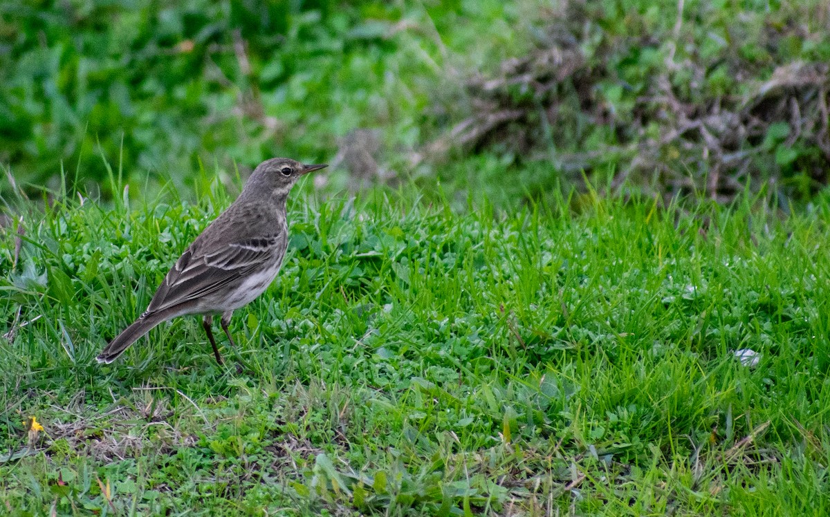 Water Pipit - ML189611641