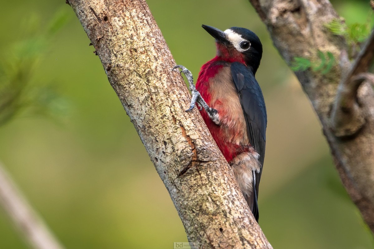 Puerto Rican Woodpecker - Benny Diaz