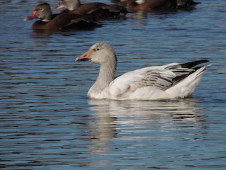 Snow Goose, ML189614731