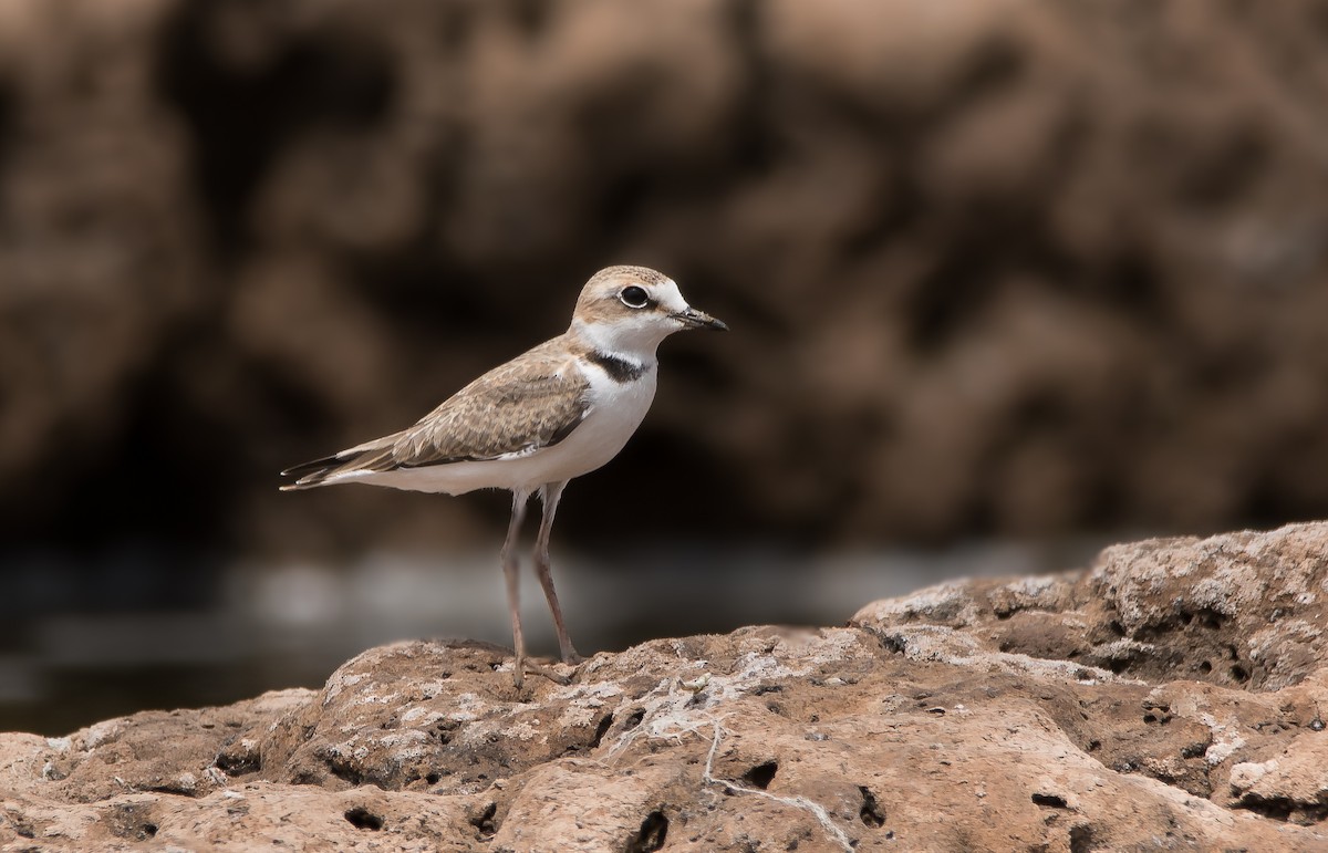 Collared Plover - ML189616301