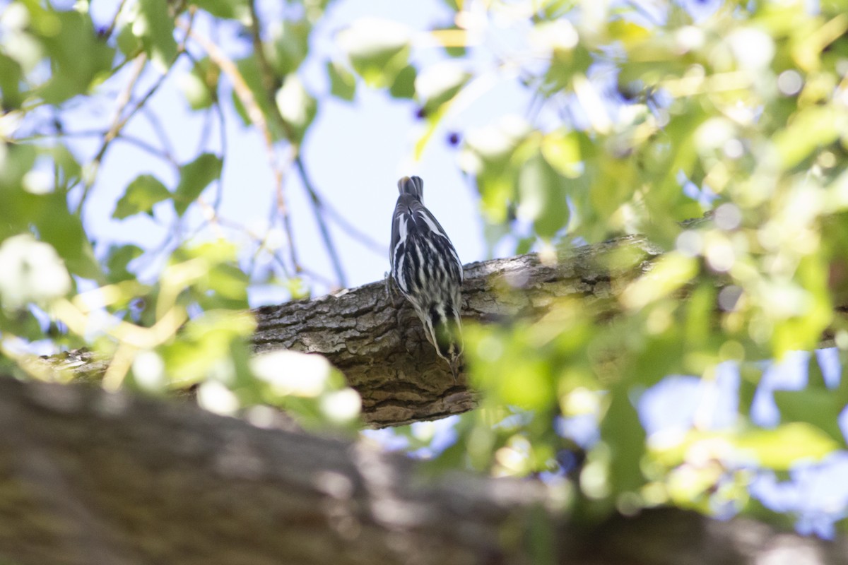 Black-and-white Warbler - ML189618721
