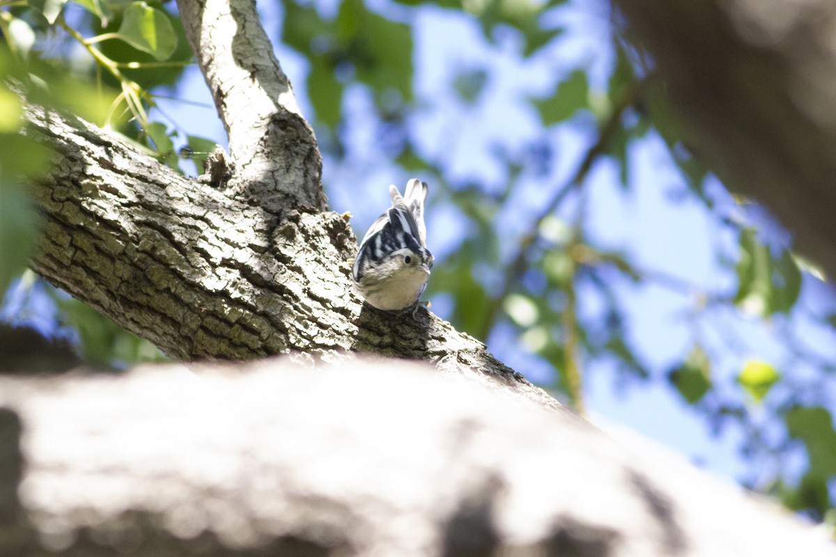 Black-and-white Warbler - ML189618891