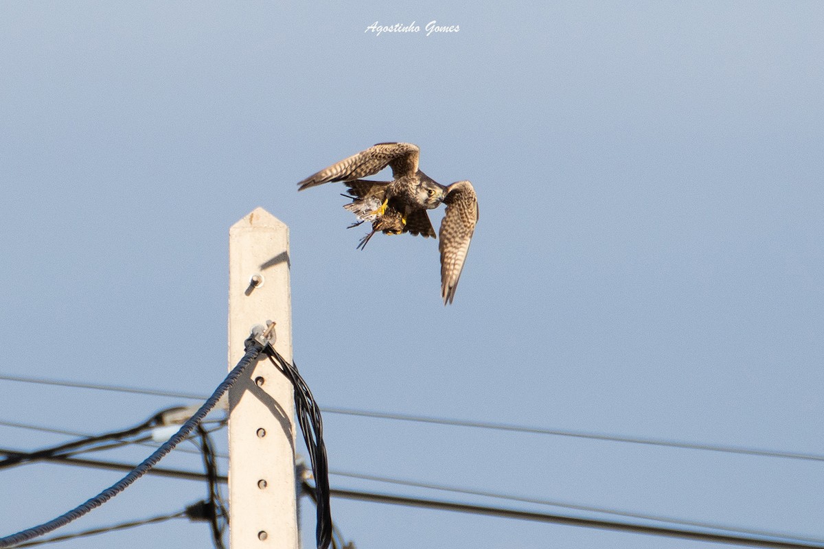 Peregrine Falcon - agostinho gomes