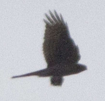 Eurasian Sparrowhawk - ML189627161