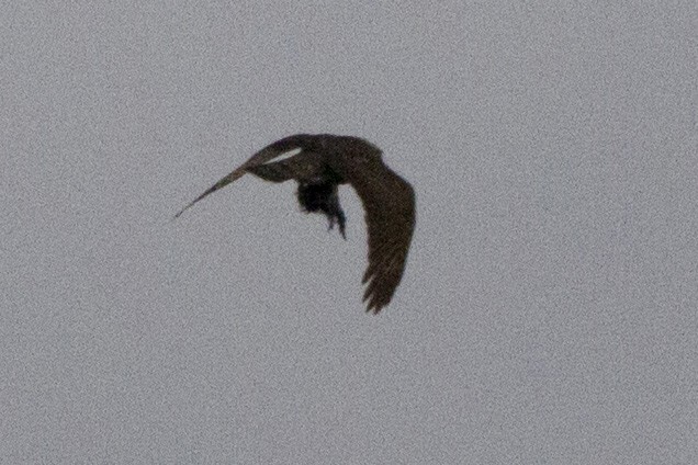 Eurasian Sparrowhawk - ML189627231