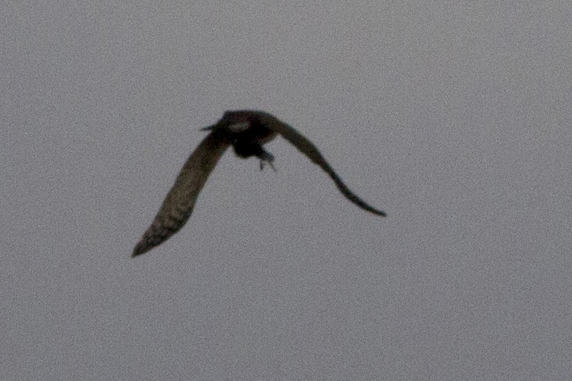 Eurasian Sparrowhawk - ML189627241