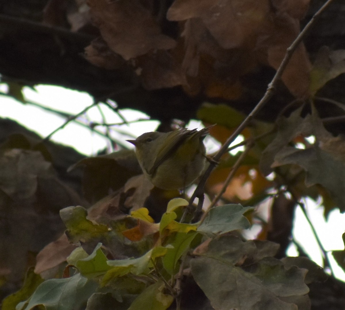 Orange-crowned Warbler - ML189630621