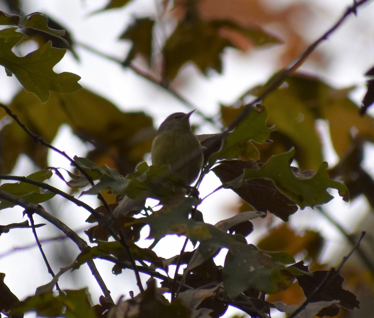 Orange-crowned Warbler - ML189630631