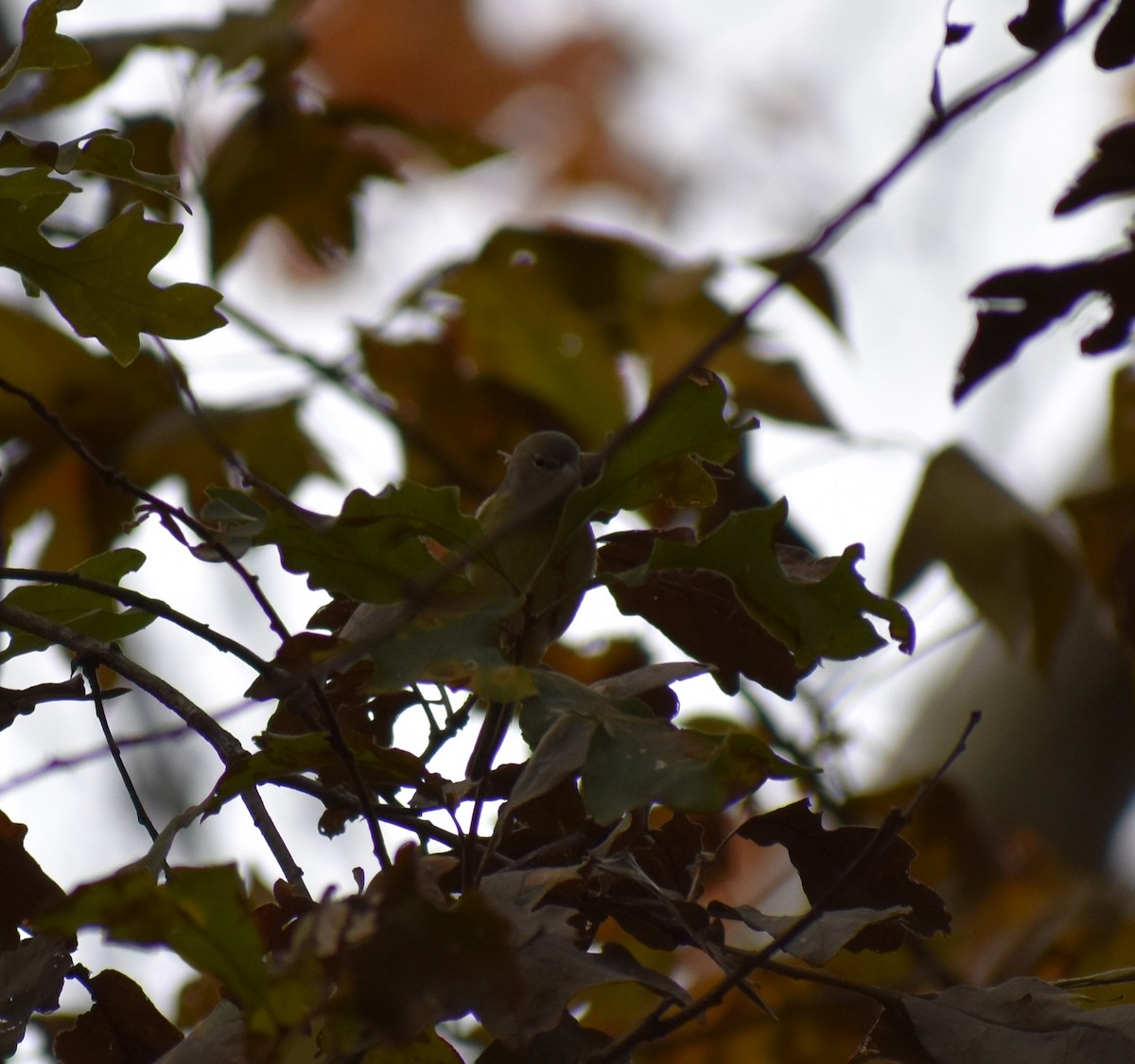 Orange-crowned Warbler - ML189630671