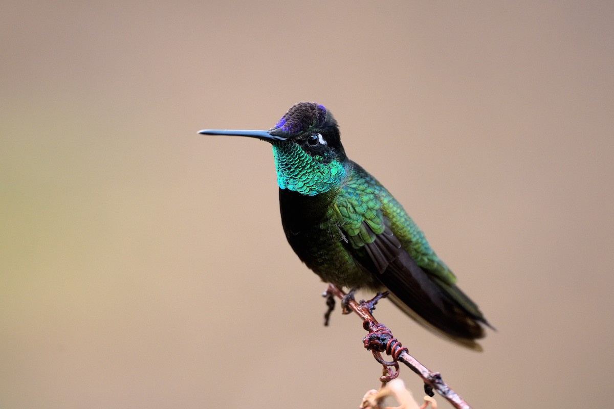 Rivoli's Hummingbird - Paul Maury