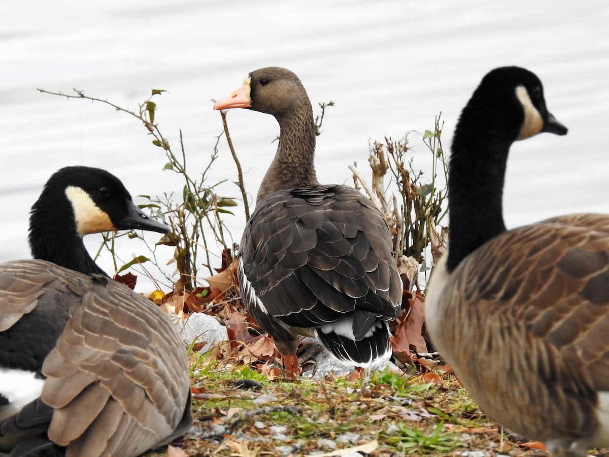 Greater White-fronted Goose - ML189633641