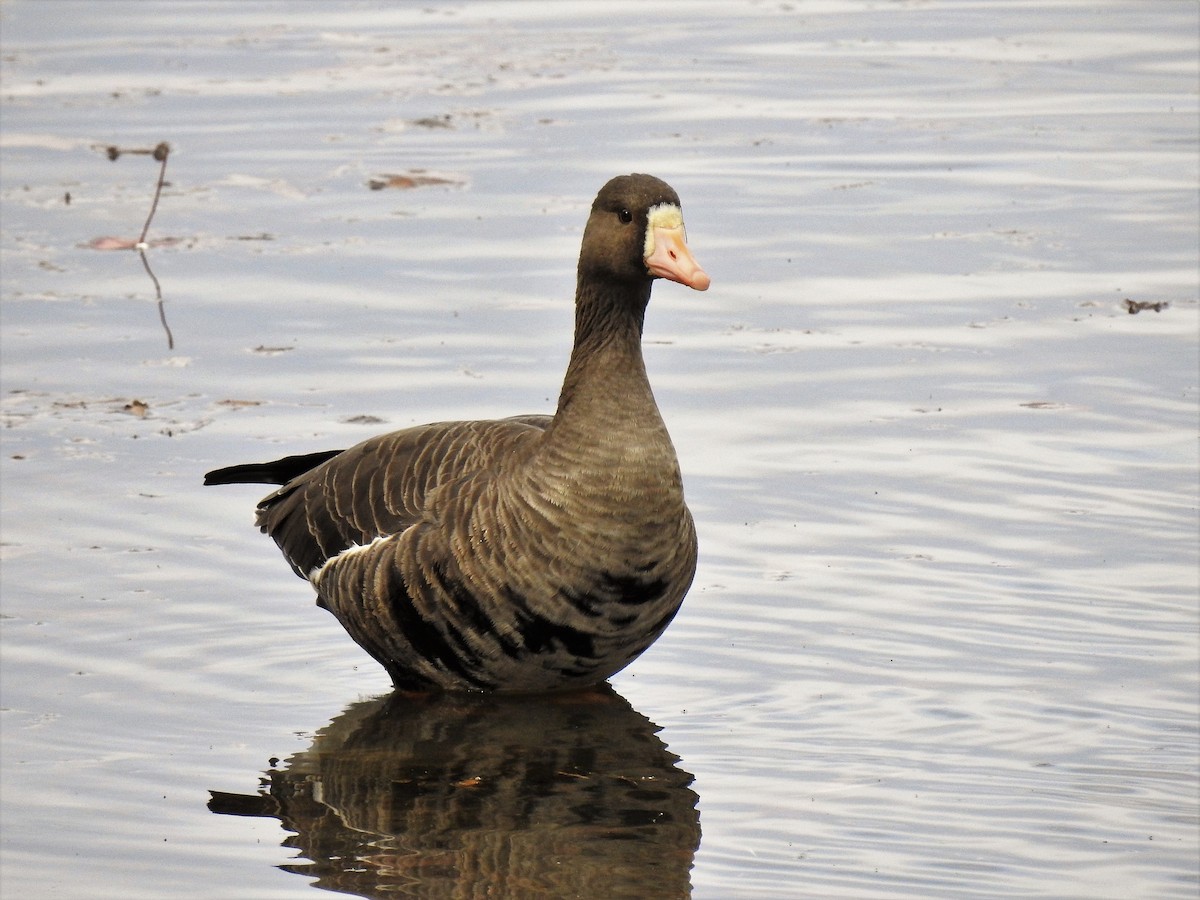 Greater White-fronted Goose - ML189633711