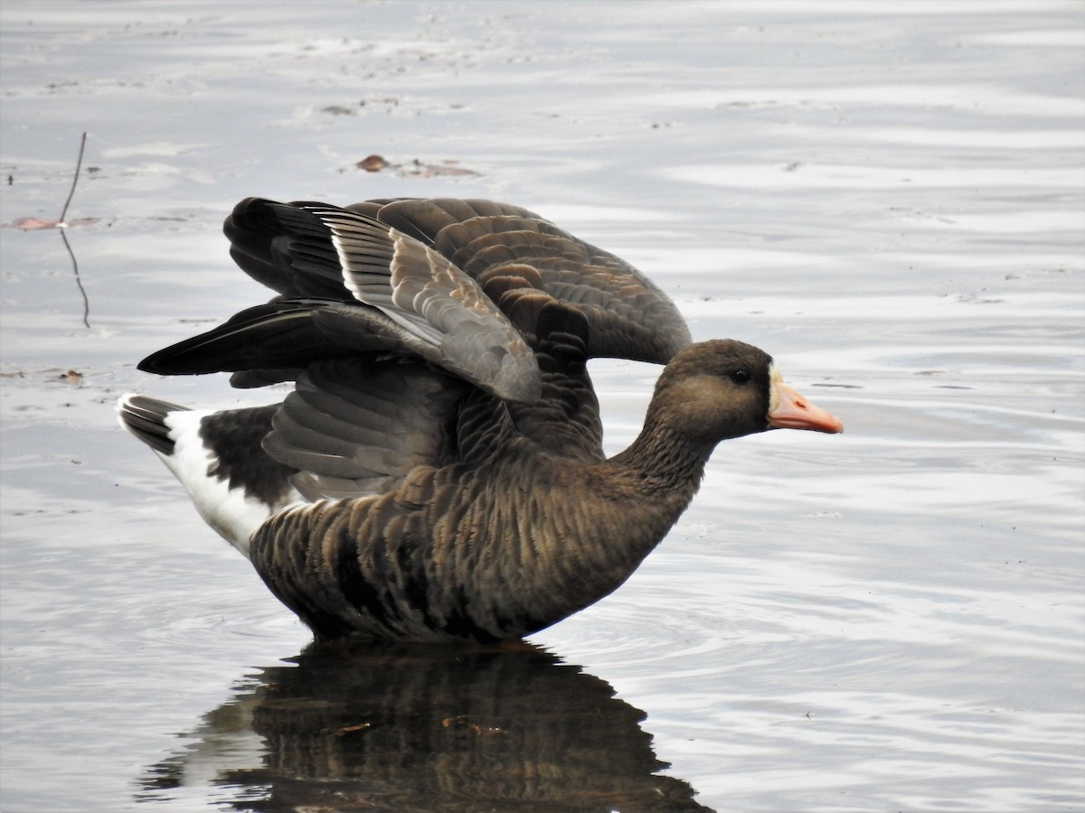 Greater White-fronted Goose - ML189633761