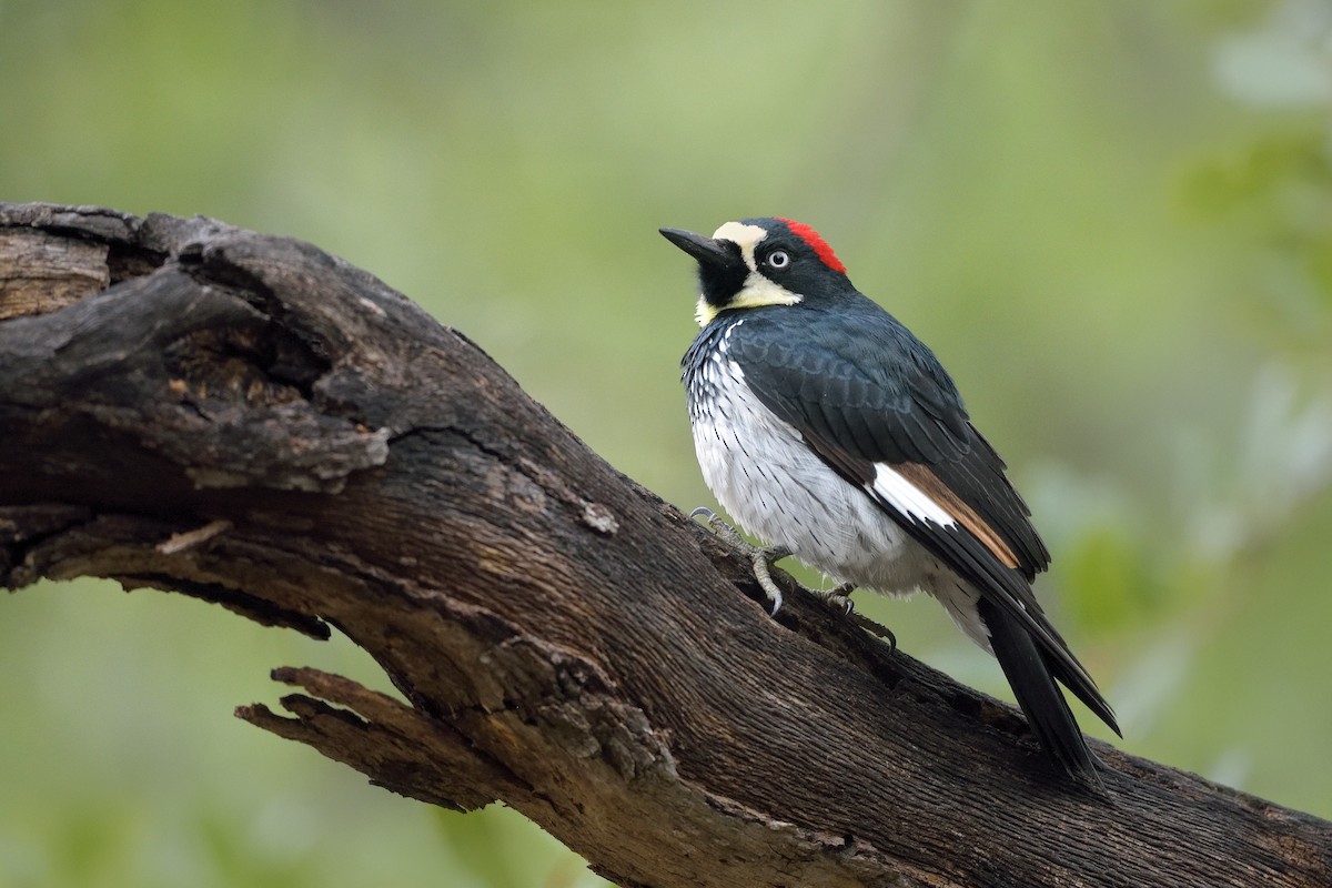 Acorn Woodpecker - Paul Maury