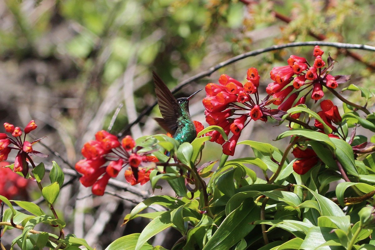 Fiery-throated Hummingbird - ML189637001
