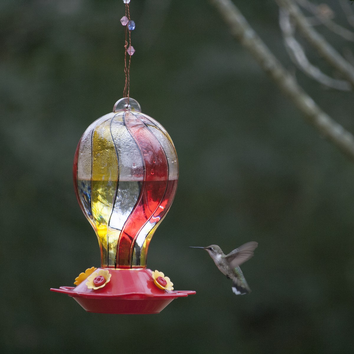 Black-chinned Hummingbird - Jeremy Rardin