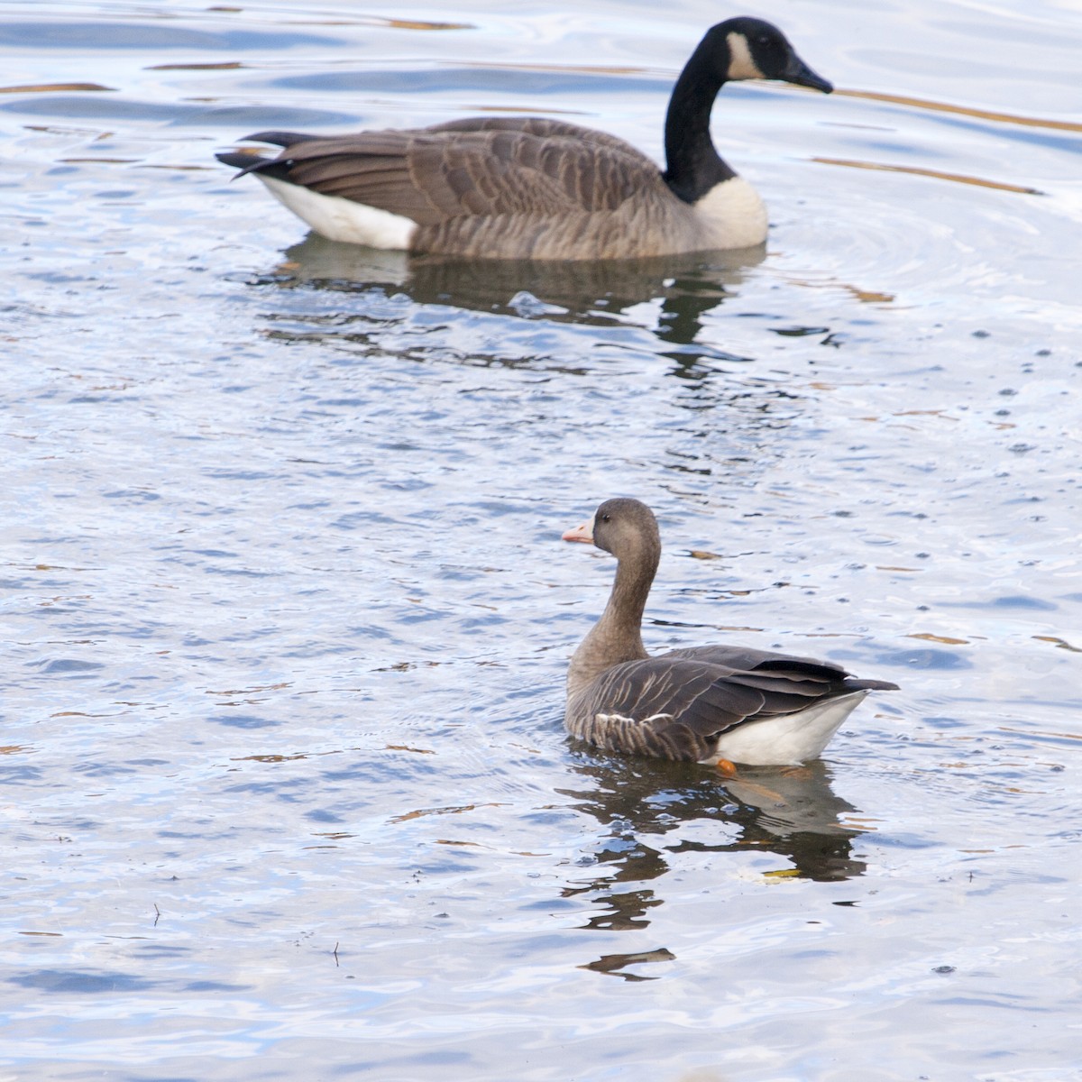 Greater White-fronted Goose - ML189642281