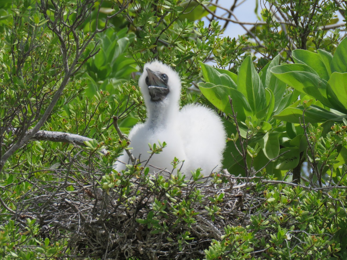 Red-footed Booby - Ron Batie