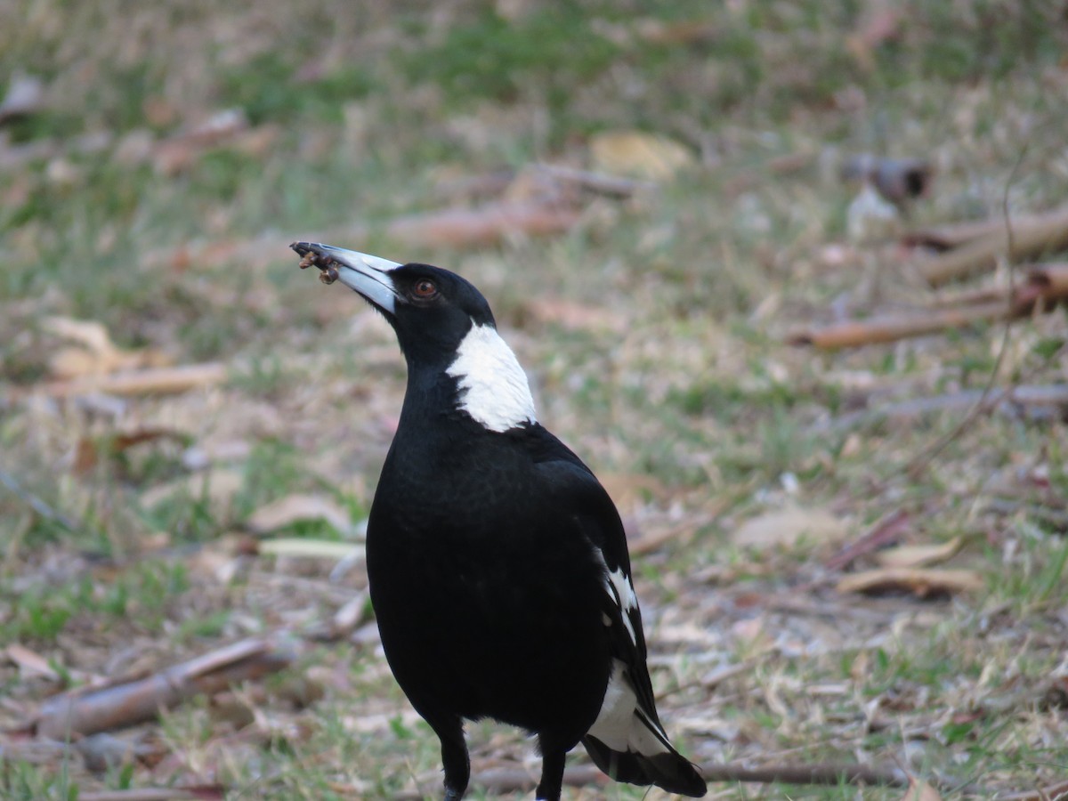 Australian Magpie (Black-backed) - ML189647511