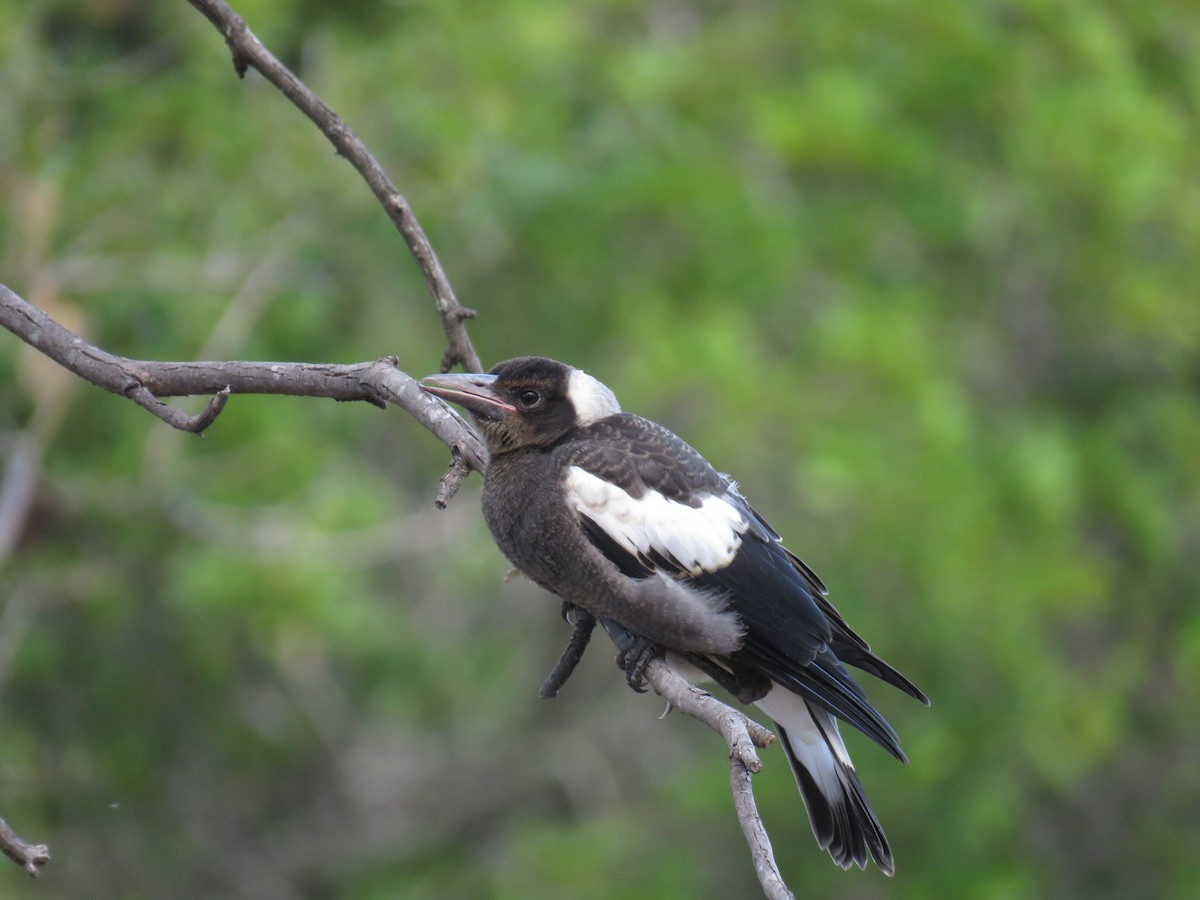 Australian Magpie (Black-backed) - ML189647531