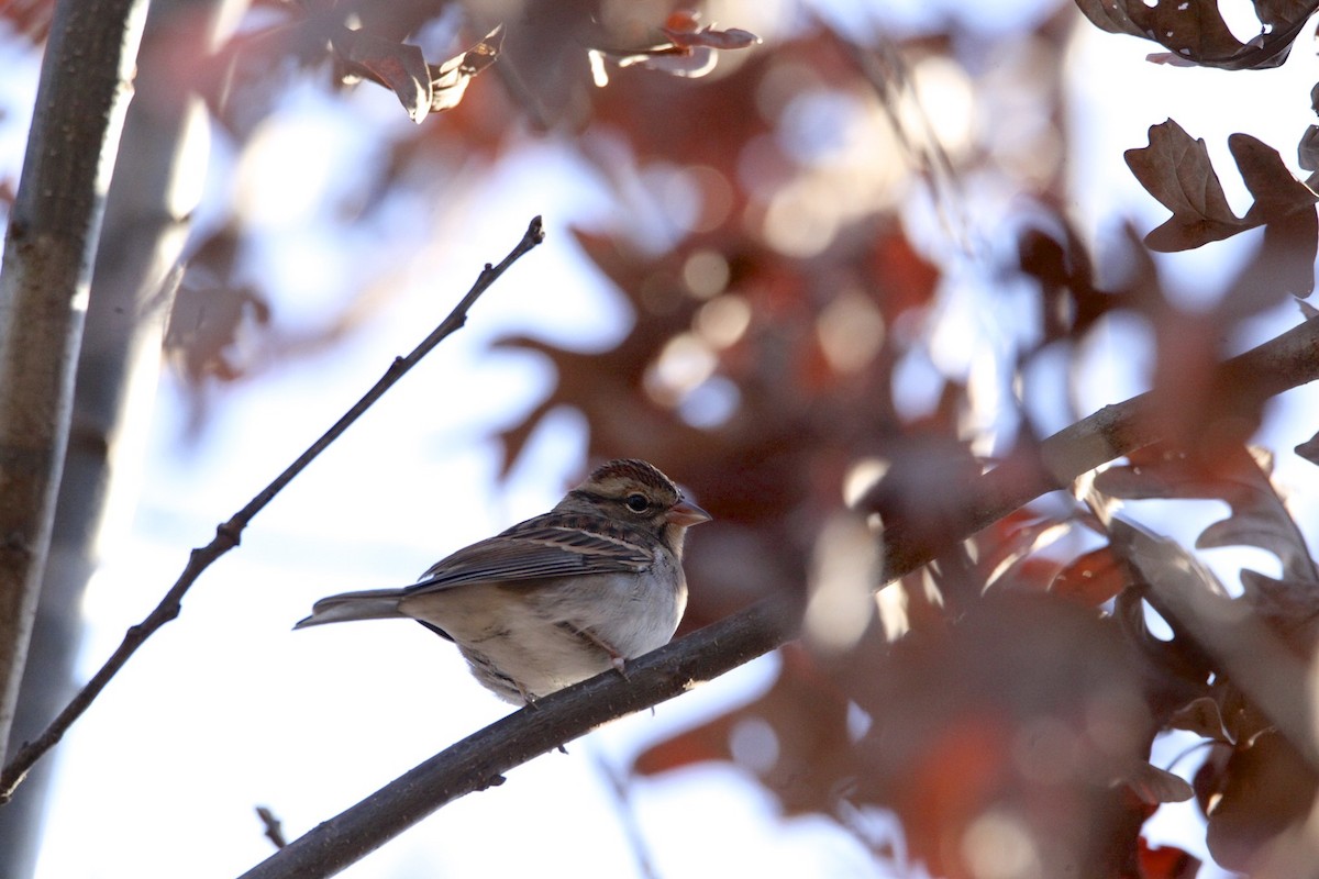 Chipping Sparrow - ML189649731