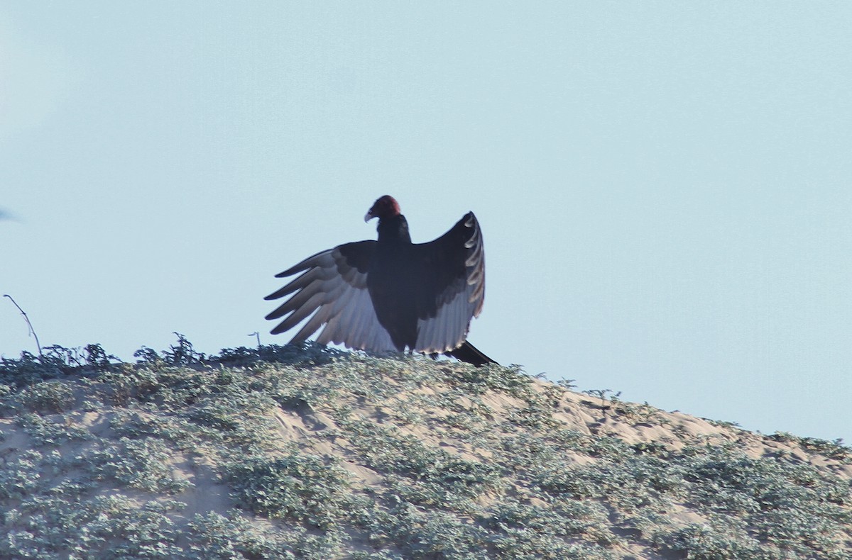 Turkey Vulture - ML189662341