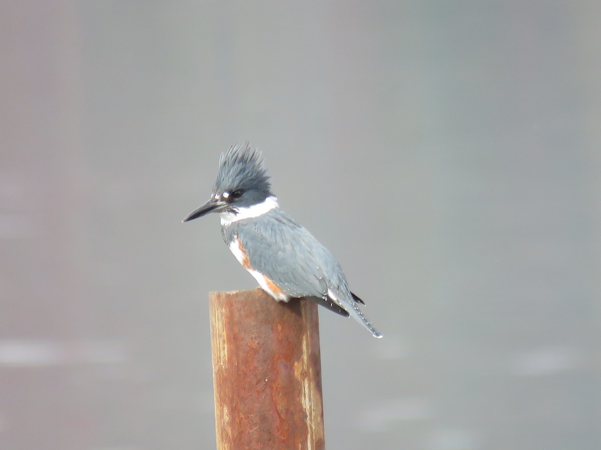 Belted Kingfisher - Alan  Troyer