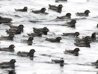  - Whiskered Auklet